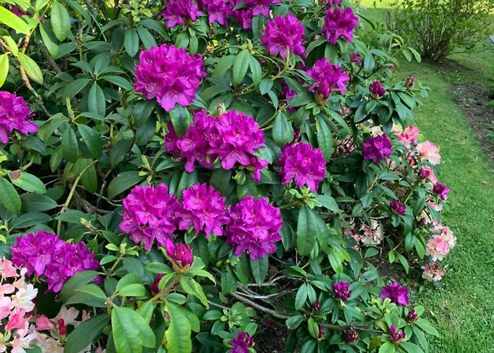 Bed & Breakfast La Des Rosiers Cricquebœuf